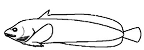 Familia Liparidae.jpg